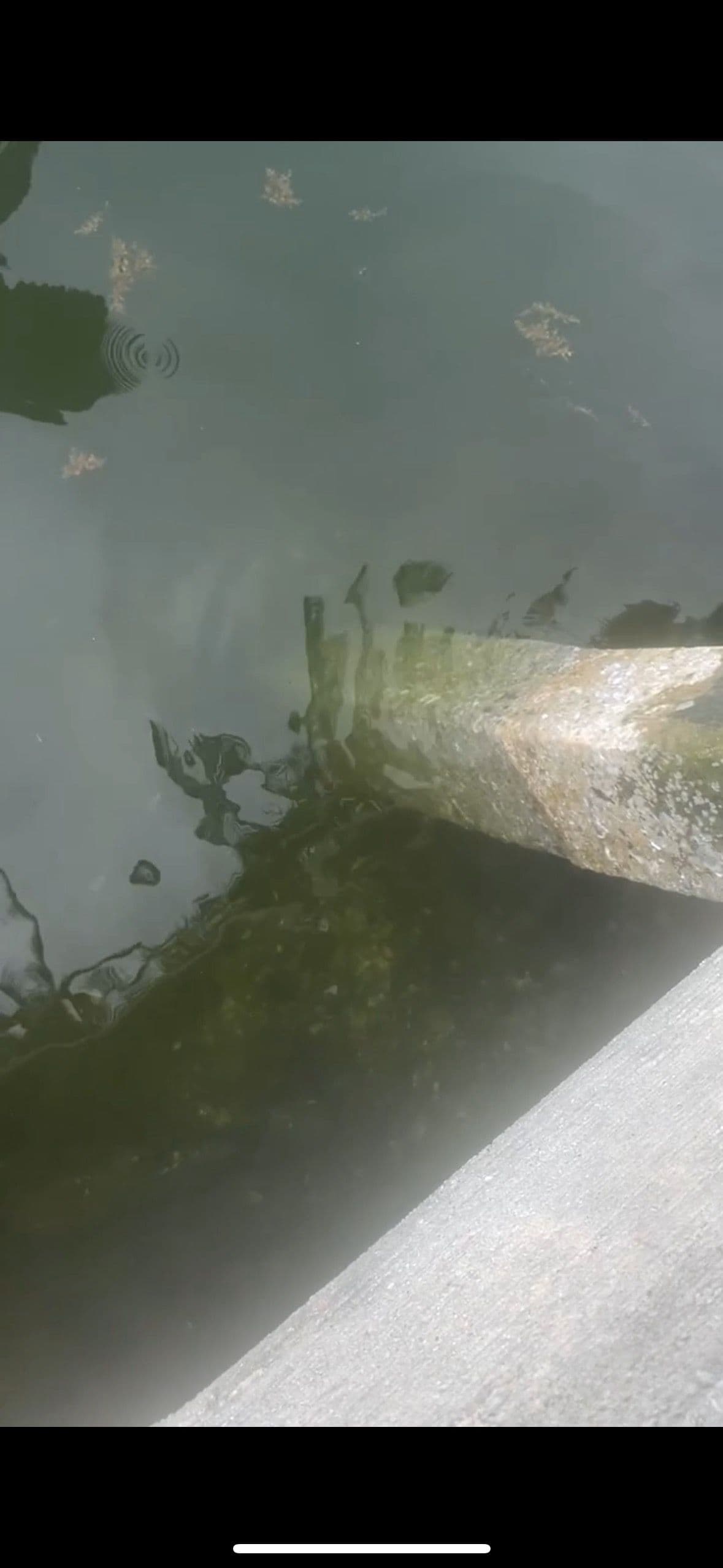 Gallery photos for Transforming Dock Pilings in Coastal Florida: Image #1